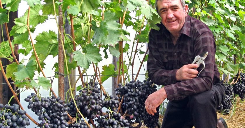 когда лучше обрезать виноград