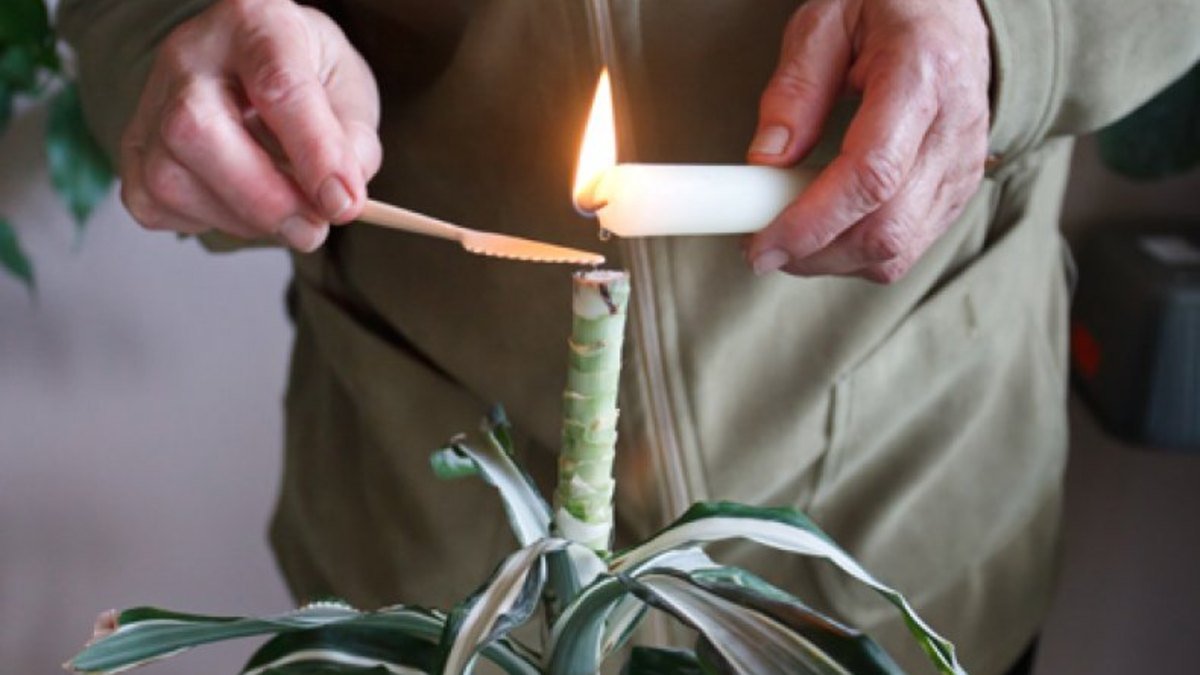 запечатывание среза воском