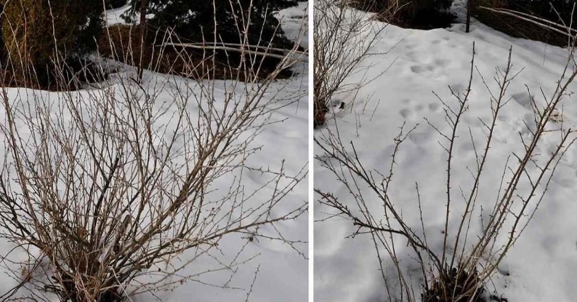 куст смородины до и после обрезки
