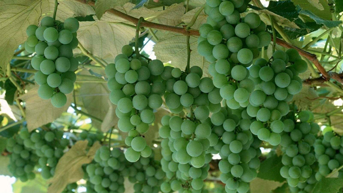 зеленый виноград