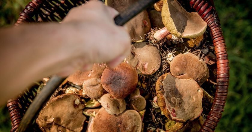 как выбрать съедобные грибы