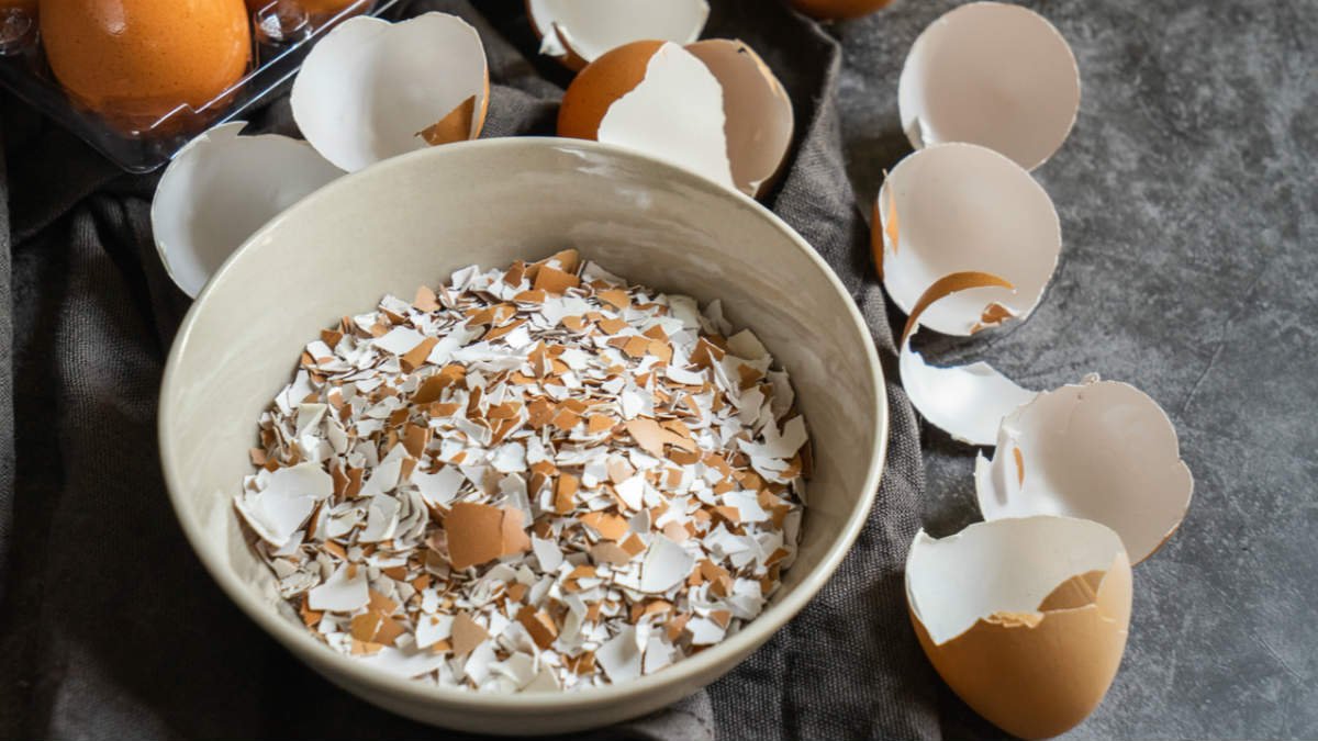 яичная скорлупа