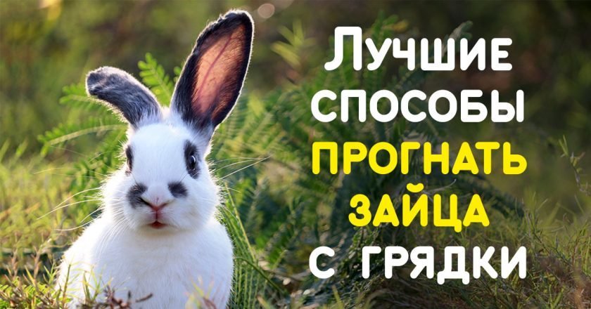 как отпугнуть зайца с грядки