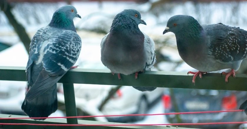 Как отвадить голубей от балкона: 4 метода борьбы с назойливыми птицами