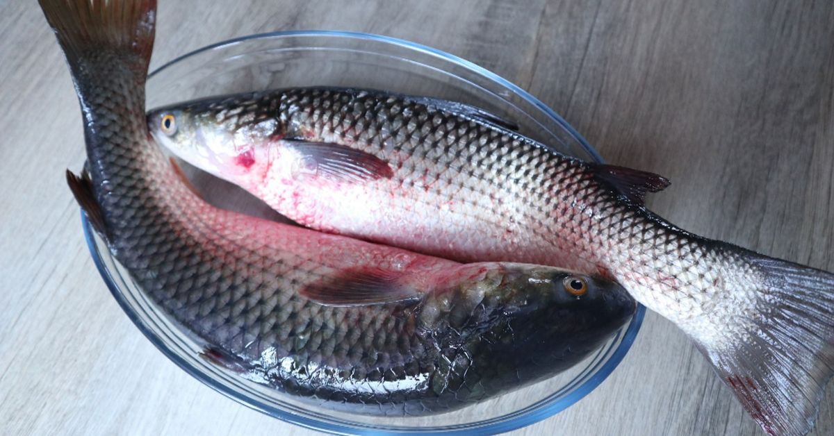 речная рыба