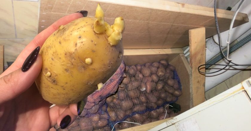 Как подготовить картошку к жарке, если она вялая после зимы