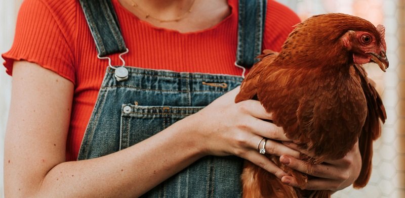 куры в хозяйстве