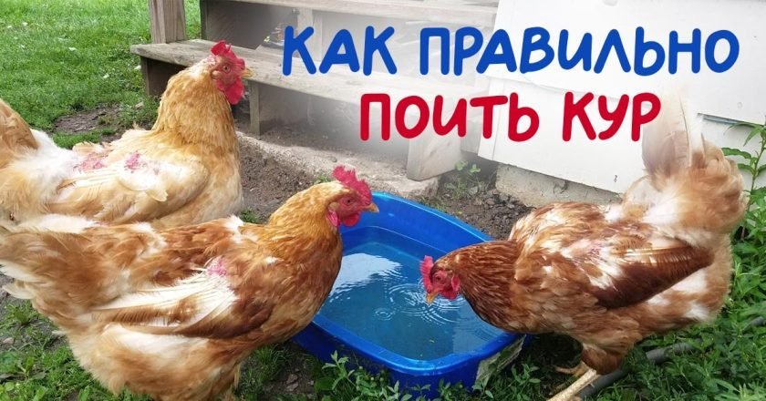 как поить курицу