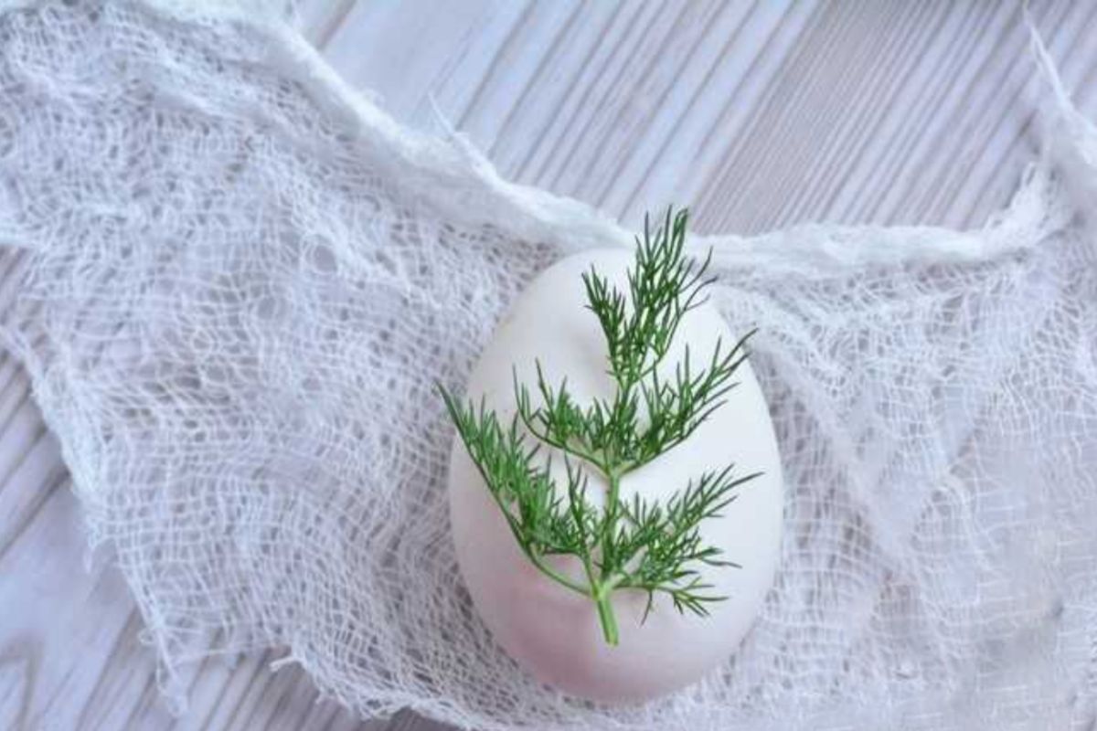 укроп на яйце