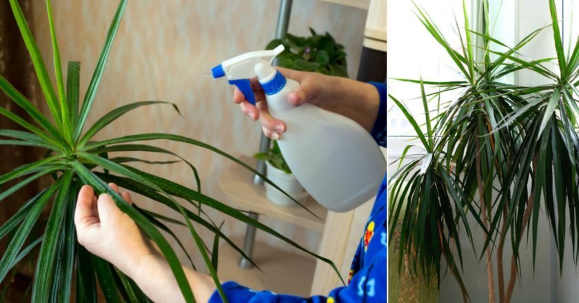 правильный полив драцены советы