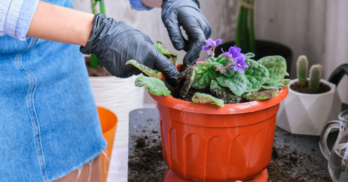 комнатная фиалка