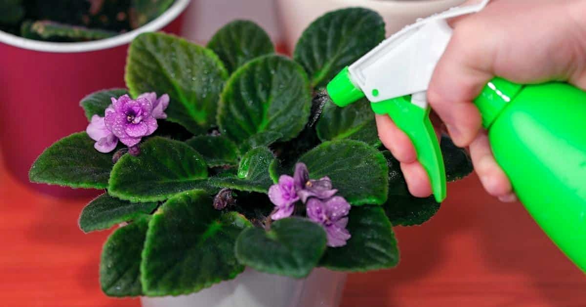 фиалка в горшке