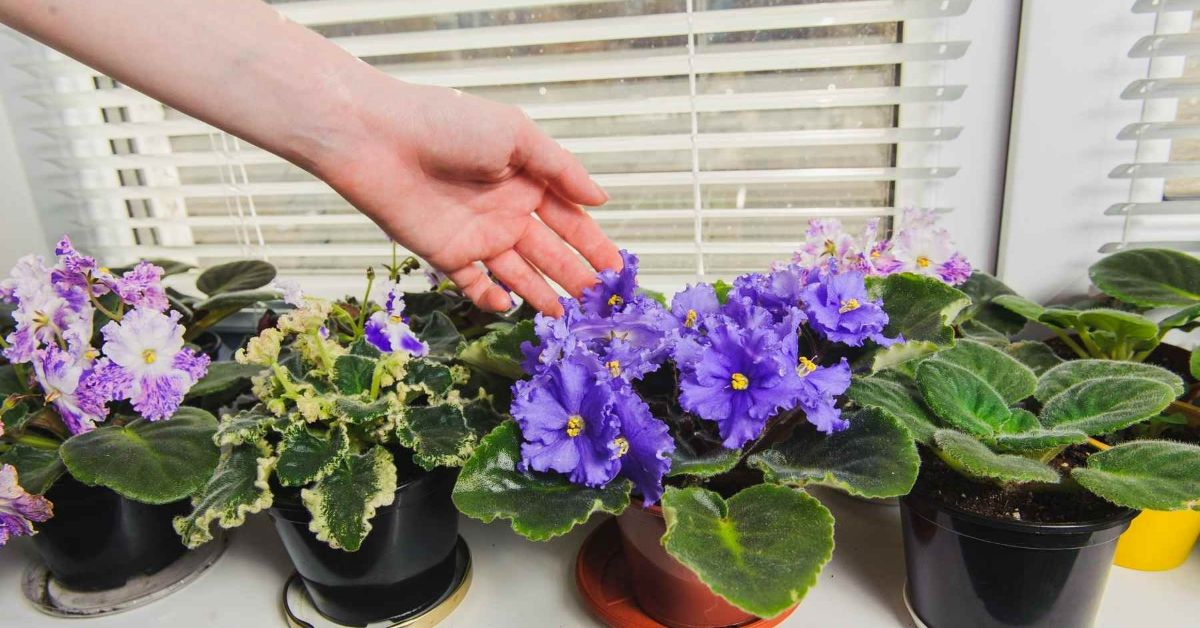 уход за фиалкой