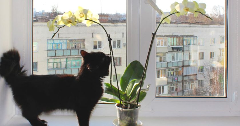 как ухаживать за орхидеями