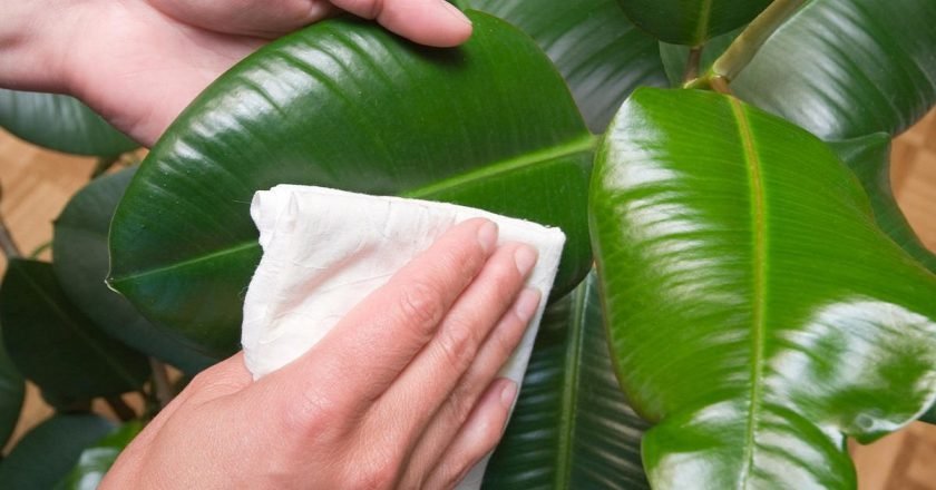 Как поливать растения зимой