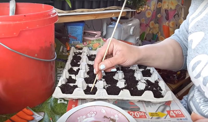 семена в яичных лотках