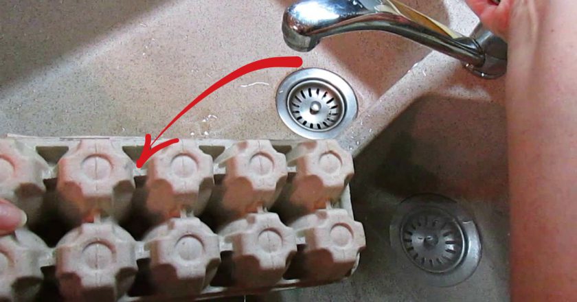 как вырастить морковь