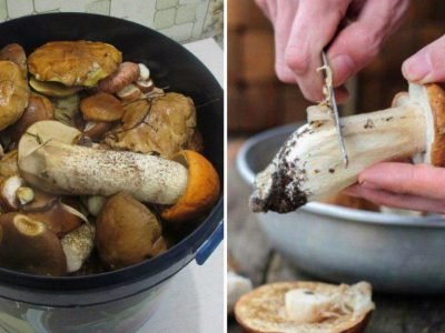Как правильно готовить грибы