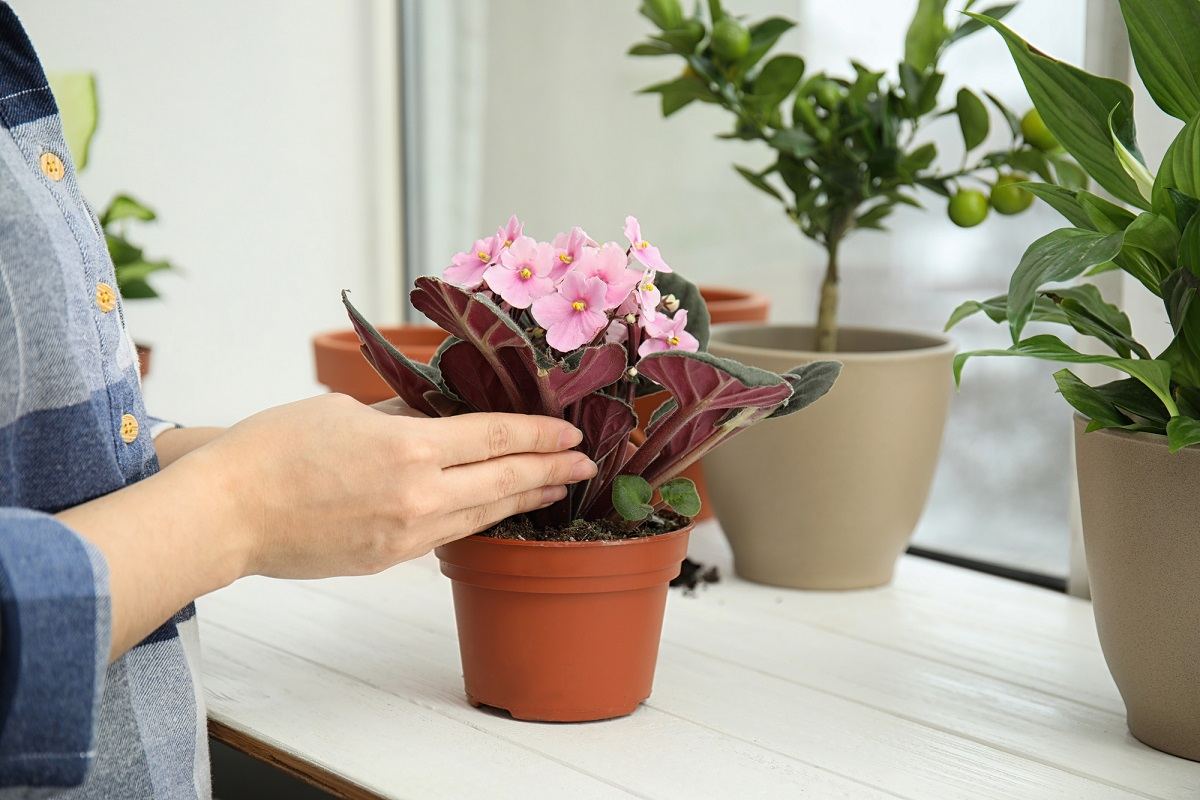 Как правильно пересаживать комнатные растения: 3 шага