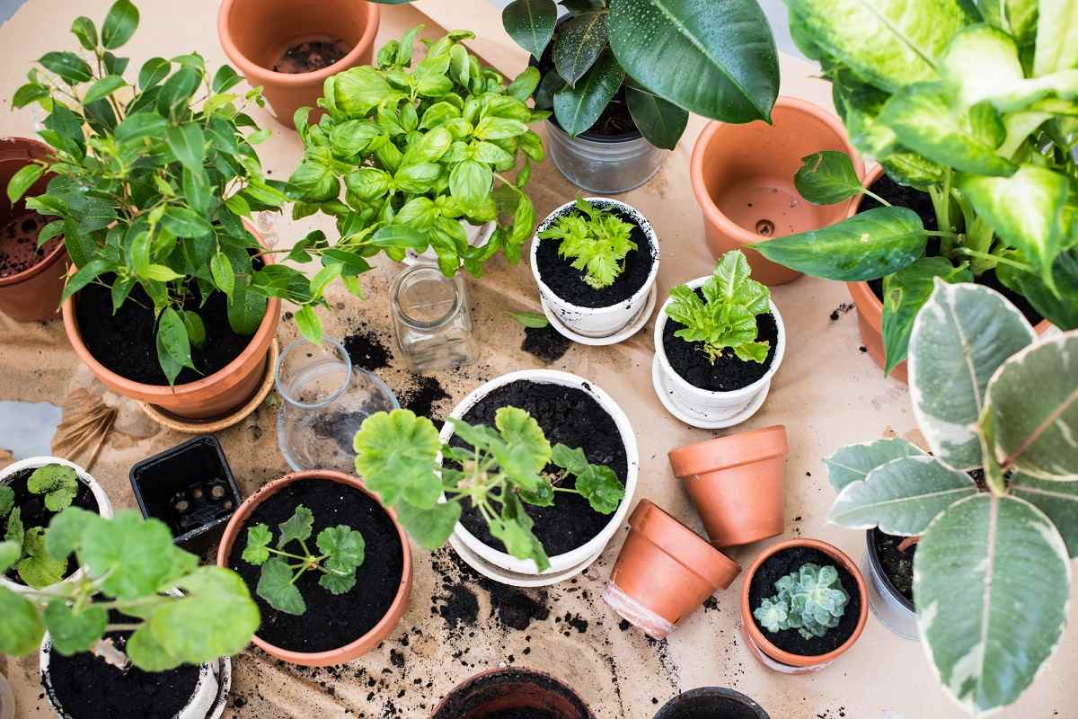 Как правильно пересаживать комнатные растения: 3 шага
