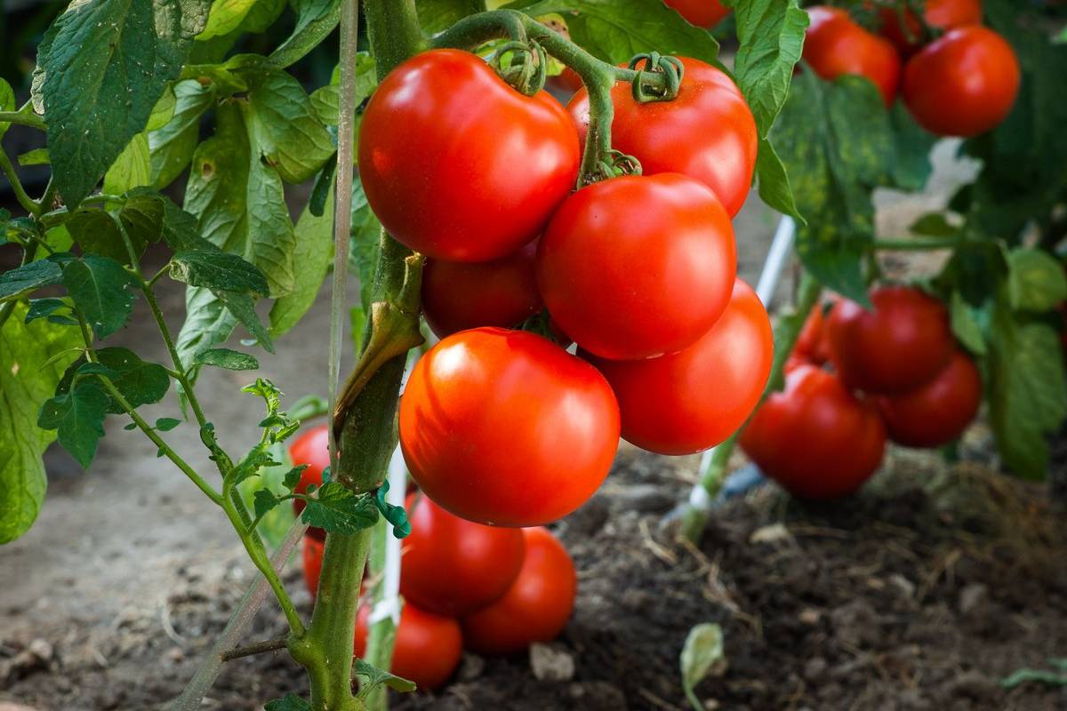 Planta de tomate pequeña