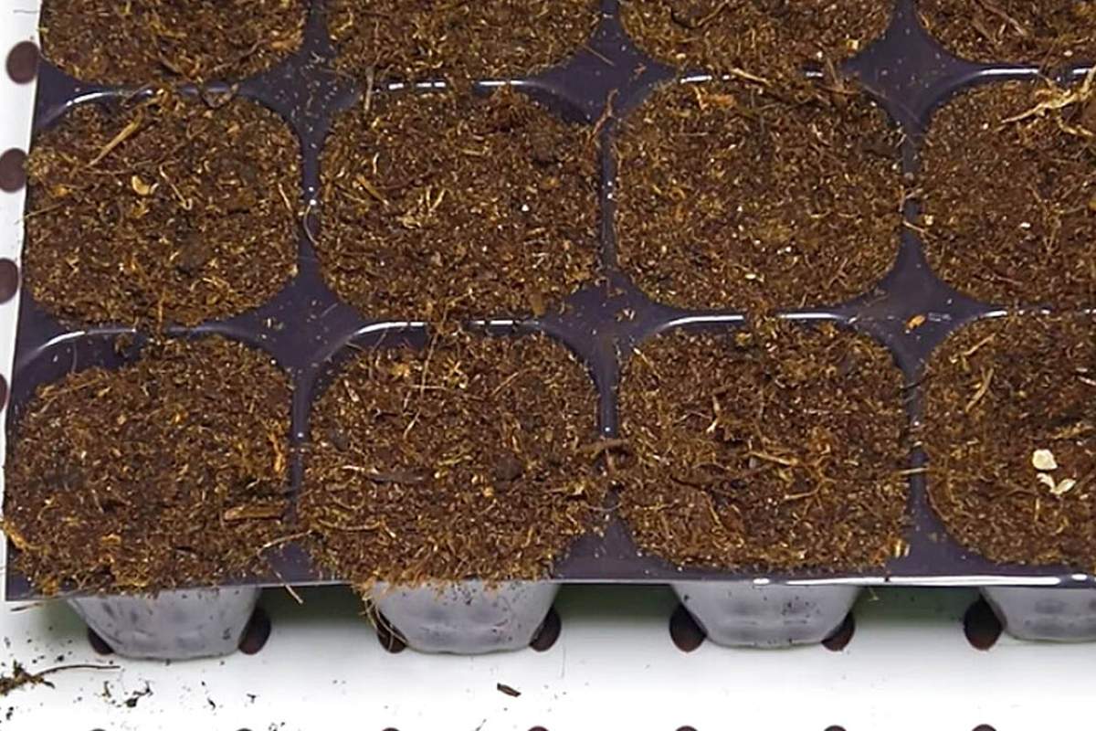 Посев сельдерея на рассаду в 2024. Гнездовой посев семян. Посев семян в кассеты. Посев томатов в кассеты. Гнездовой посев семян в кассеты.