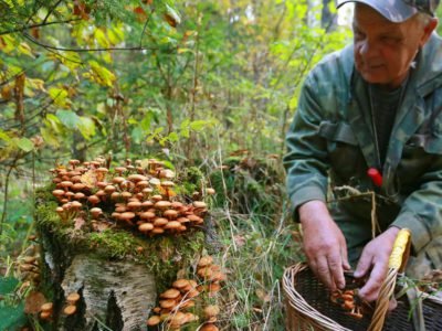 Как правильно собирать грибы: срезать или срывать