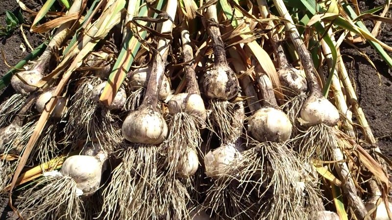 заготовка чеснока на год