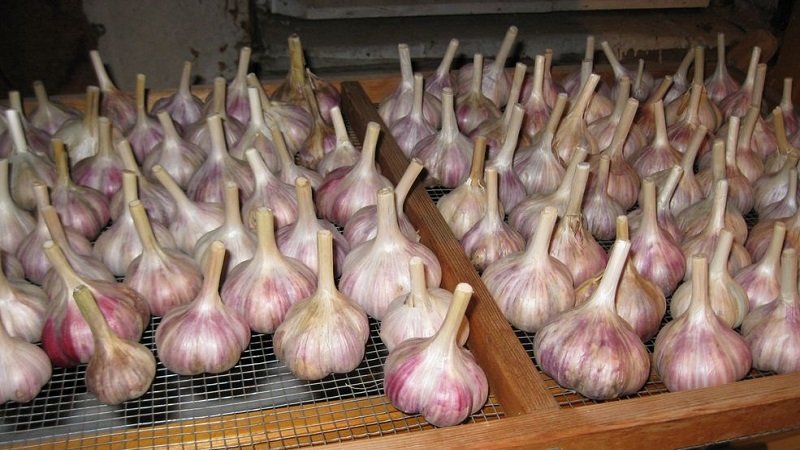 приправа из чеснока