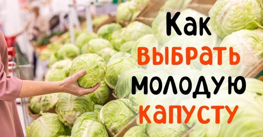 Как правильно выбрать капусту: основные нюансы как правильно выбрать капусту