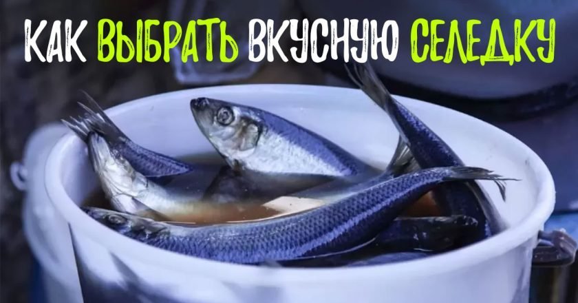 как правильно выбрать селедку