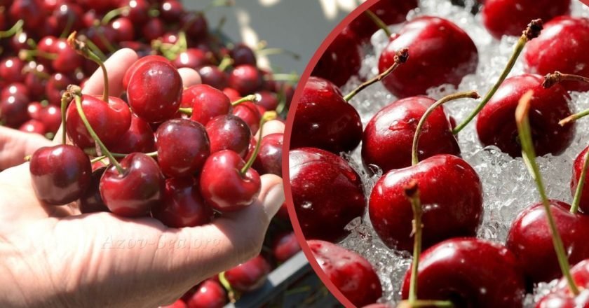 как правильно заморозить черешню