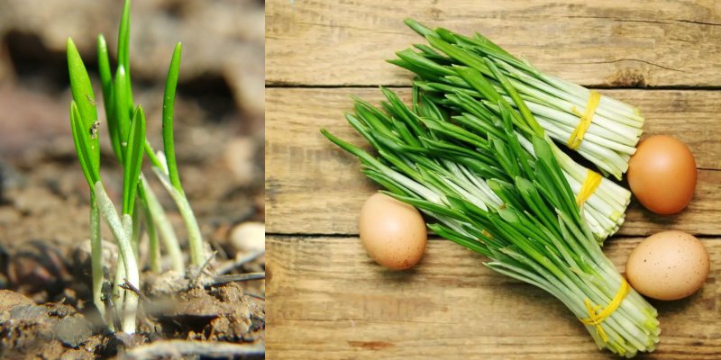 как приготовить черемшу