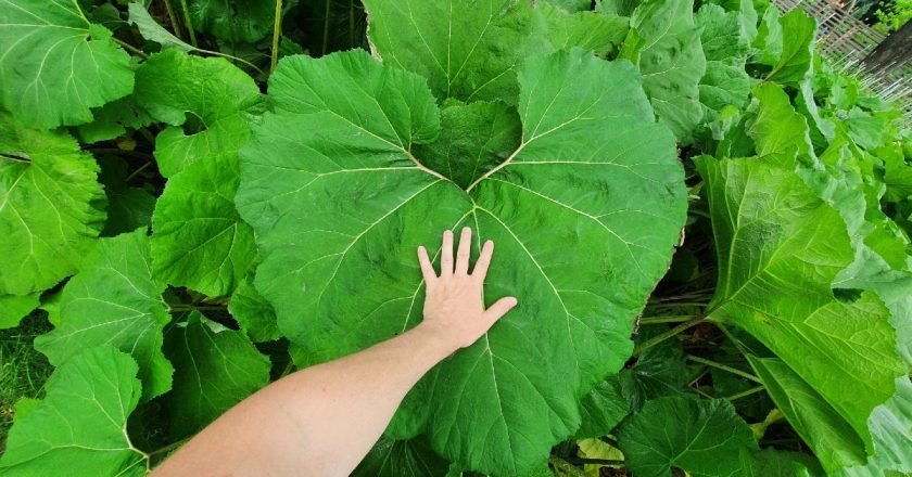 Как приготовить лопух