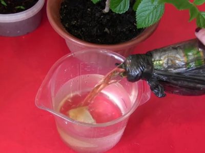 Как приготовить подкормку для рассады из пива
