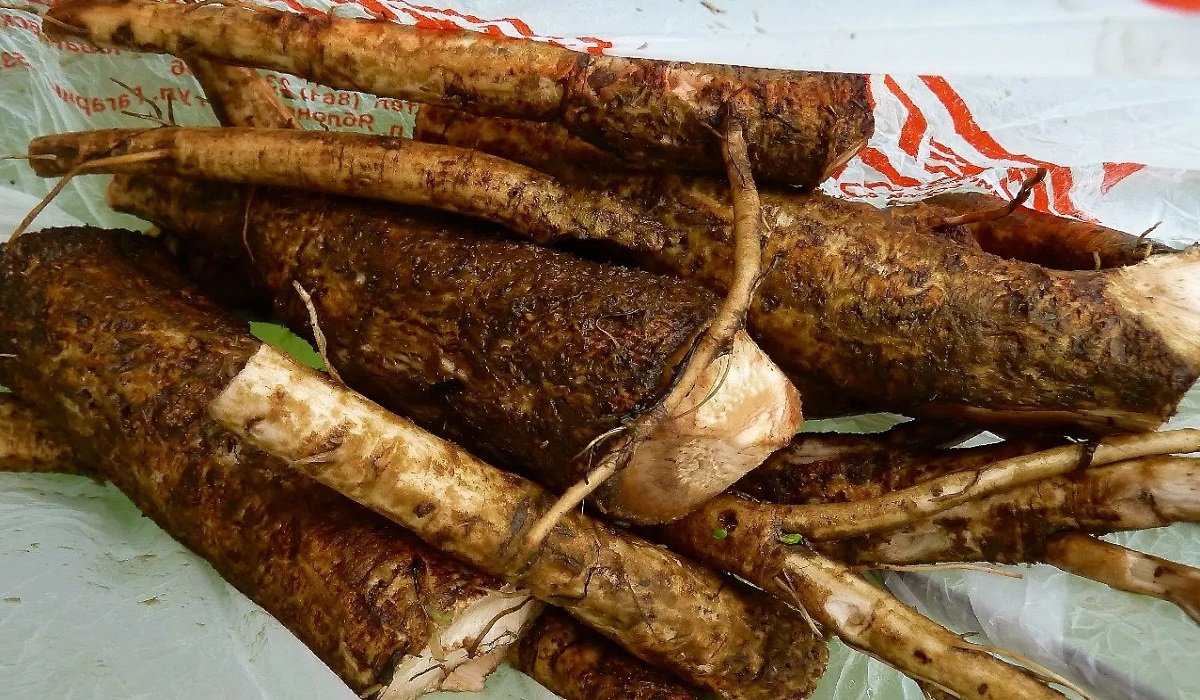 рецепт репейного масла