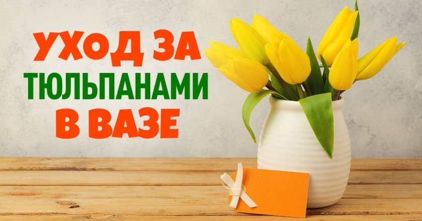 как продлить жизнь тюльпанам