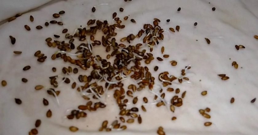 Как прорастить семена моркови