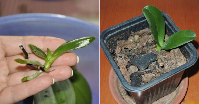 Как правильно размножить орхидею в домашних условиях пошаговое фото для начинающих