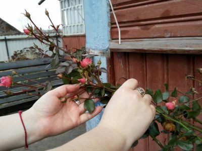 Как реанимировать розы после зимы