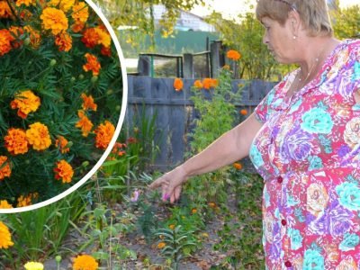 Как и зачем сажать бархатцы в огороде