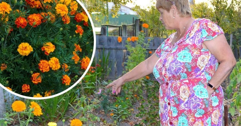 Как и зачем сажать бархатцы в огороде