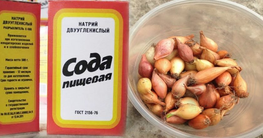 Как сажать лук-севок советы по посеву лука