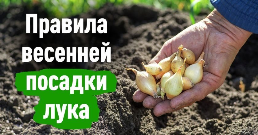 как сажать лук весной
