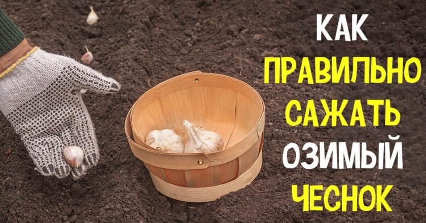 как сажать озимый чеснок