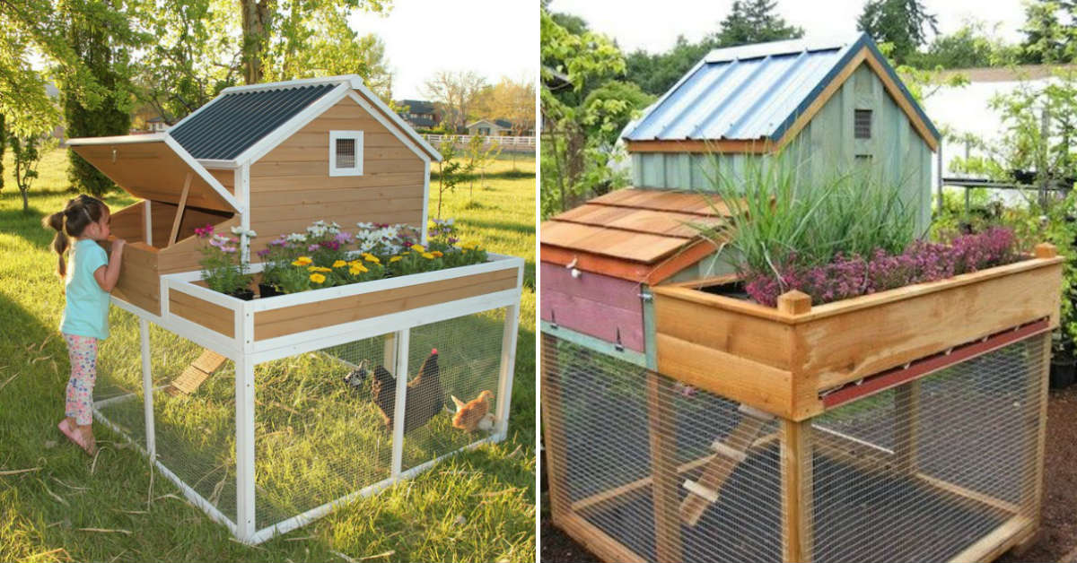 курятник во дворе