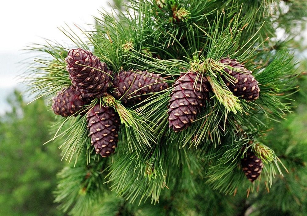 как сделать освежитель воздуха