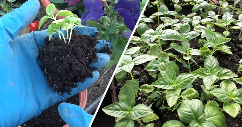 как сеять базилик в открытый грунт