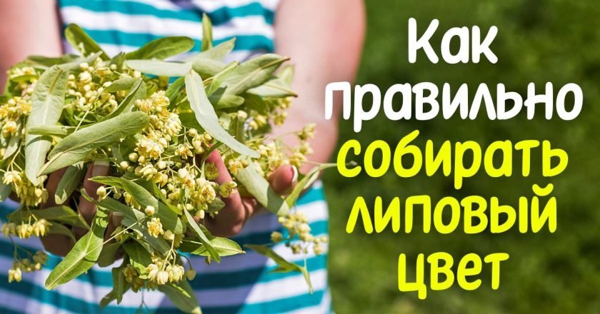 как собирать и сушить липу