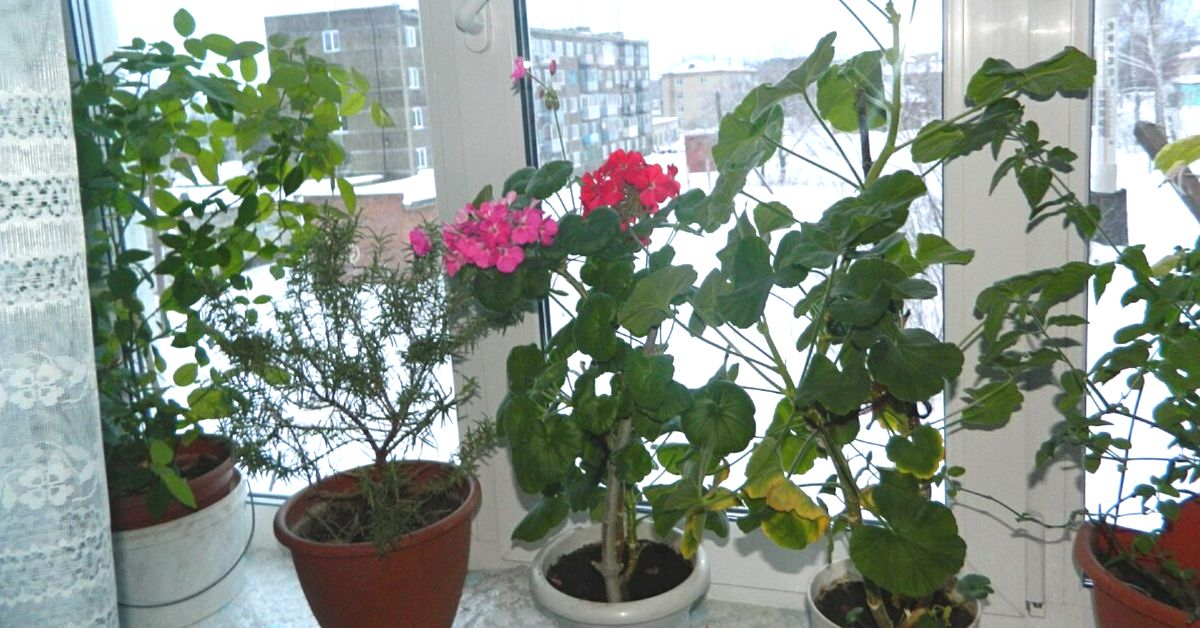 как сохранить герань